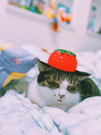 現在のちゃみこさん