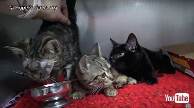 目が見えない子猫