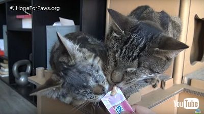 目が見えない子猫