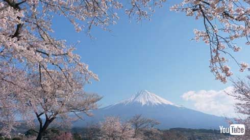 ドミノ お家で花見 花見映像 持ち帰り 2枚目0円 キャンペーン デリバリー