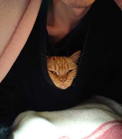 内臓を食い破るタイプ 猫 カンガルー 番長 胸元 すっぽり 侵入