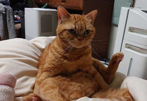 内臓を食い破るタイプ 猫 カンガルー 番長 胸元 すっぽり 侵入