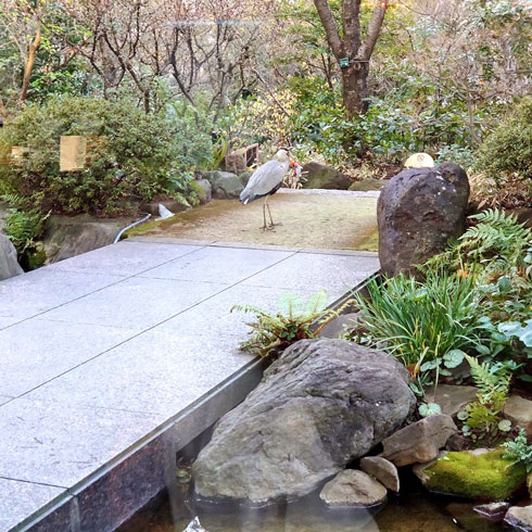 ニシキゴイ 喰われた ホテル アフタヌーンティー アオサギ