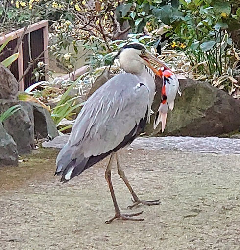 ニシキゴイ 喰われた ホテル アフタヌーンティー アオサギ