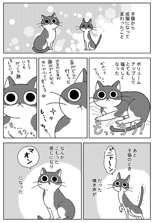アシスタント時代 猫に心配された話 慰める 寄り添う 愛猫 漫画 若菜