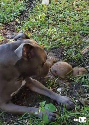 Plays with Bigger Dog