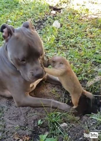 Plays with Bigger Dog