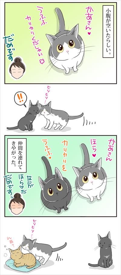 猫
