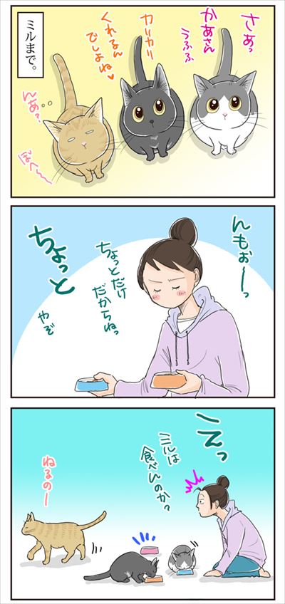 猫