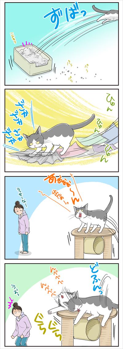 猫