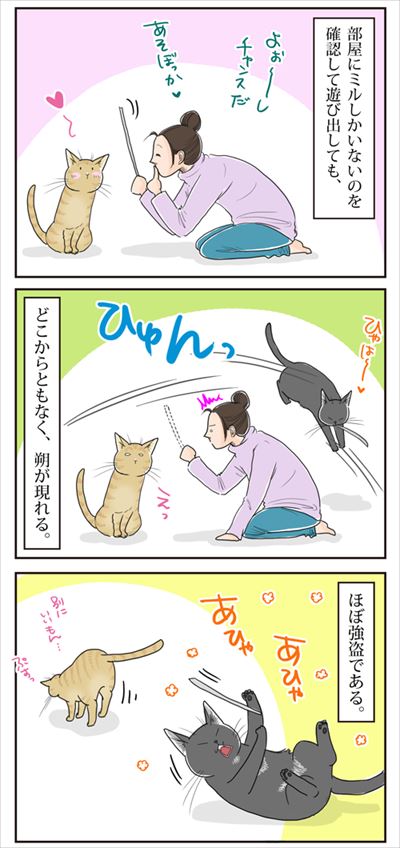 猫