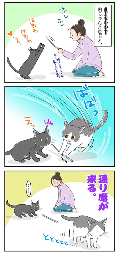 猫