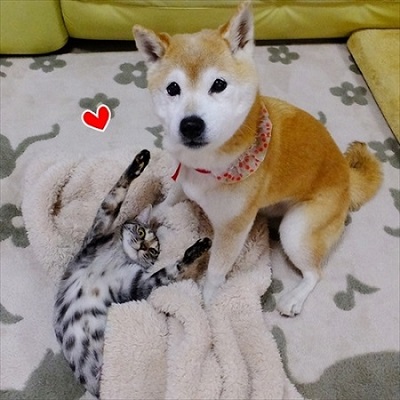 柴犬ひかりといちごと猫ミルキーときらら