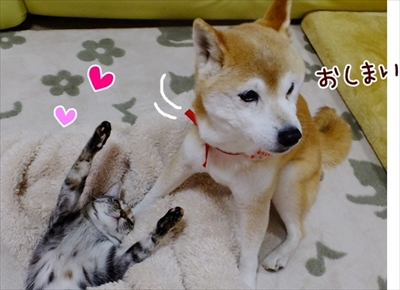 柴犬ひかりといちごと猫ミルキーときらら