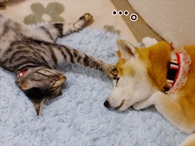 柴犬ひかりといちごと猫ミルキーときらら