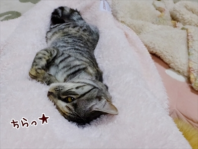 柴犬ひかりといちごと猫ミルキーときらら