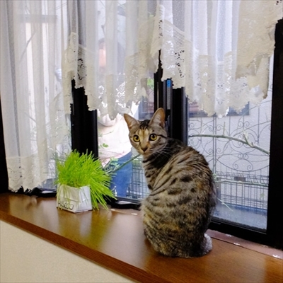 柴犬ひかりといちごと猫ミルキーときらら