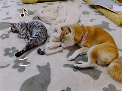 柴犬ひかりといちごと猫ミルキーときらら