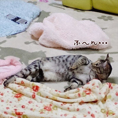 柴犬ひかりといちごと猫ミルキーときらら