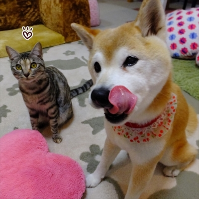 柴犬ひかりといちごと猫ミルキーときらら