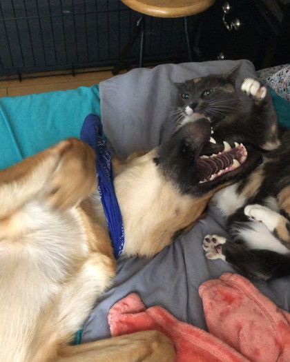 猫パンチを優しく交わすワンちゃん