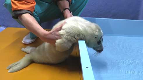 バイカルアザラシ