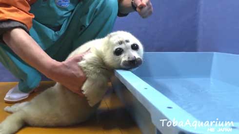 アザラシ赤ちゃん