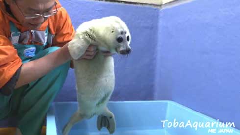 鳥羽水族館 バイカルアザラシ 赤ちゃん 初めて お風呂 水浴び