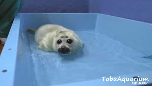 鳥羽水族館 バイカルアザラシ 赤ちゃん 初めて お風呂 水浴び