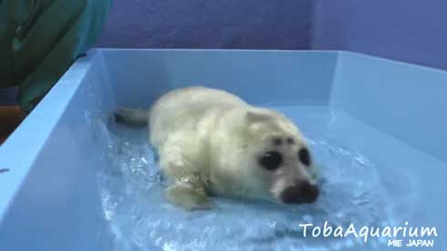 鳥羽水族館 バイカルアザラシ 赤ちゃん 初めて お風呂 水浴び