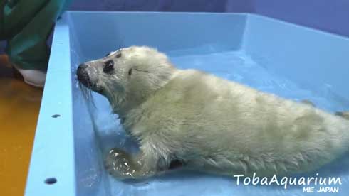 鳥羽水族館 バイカルアザラシ 赤ちゃん 初めて お風呂 水浴び
