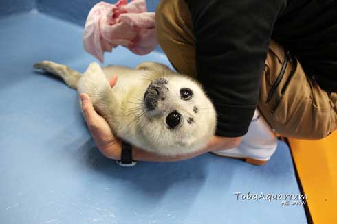 鳥羽水族館 バイカルアザラシ 赤ちゃん 初めて お風呂 水浴び