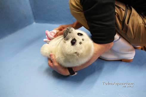 鳥羽水族館 バイカルアザラシ 赤ちゃん 初めて お風呂 水浴び
