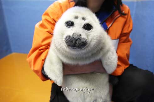 鳥羽水族館 バイカルアザラシ 赤ちゃん 初めて お風呂 水浴び