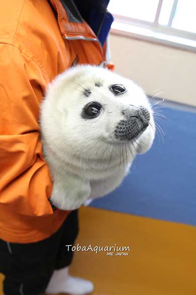 鳥羽水族館 バイカルアザラシ 赤ちゃん 初めて お風呂 水浴び