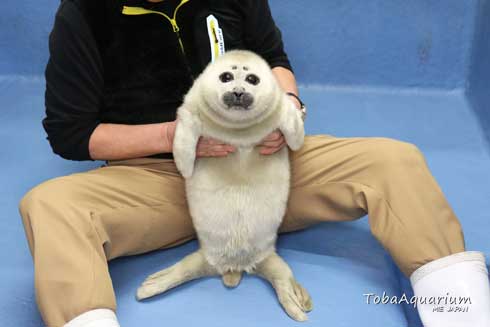 鳥羽水族館 バイカルアザラシ 赤ちゃん 初めて お風呂 水浴び