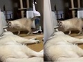 犬「……Zzz」　猫「なに寝とんねん！　シャアアッ！！」　寝ていただけで理不尽な猫パンチを食らうハスキーが切なくてかわいい