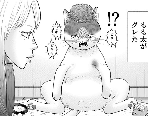 かしこい猫もも太