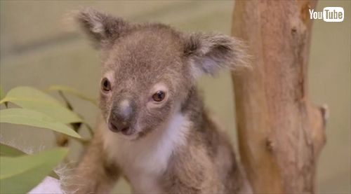 サンディエゴ動物園コアラの赤ちゃん