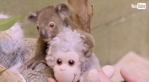 サンディエゴ動物園コアラの赤ちゃん