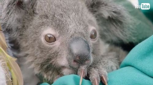 サンディエゴ動物園コアラの赤ちゃん