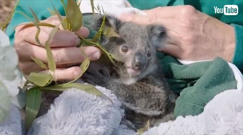 サンディエゴ動物園コアラの赤ちゃん