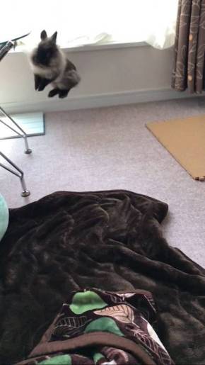 ライアン君 うさぎ 空中浮遊 跳びまくり