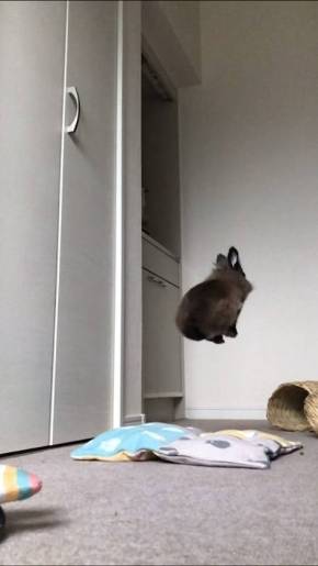 ライアン君 うさぎ 空中浮遊 跳びまくり