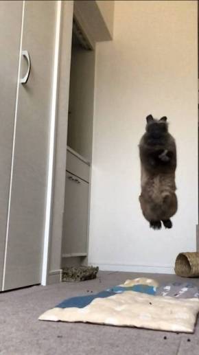 ライアン君 うさぎ 空中浮遊 跳びまくり