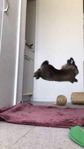 ライアン君 うさぎ 空中浮遊 跳びまくり