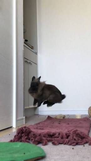 ライアン君 うさぎ 空中浮遊 跳びまくり