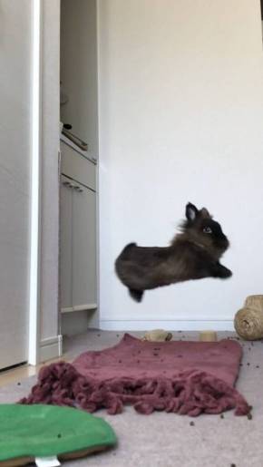ライアン君 うさぎ 空中浮遊 跳びまくり