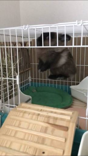 ライアン君 うさぎ 空中浮遊 跳びまくり