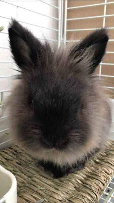 ライアン君 うさぎ 空中浮遊 跳びまくり